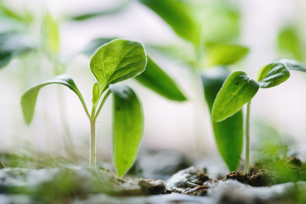 seedlings